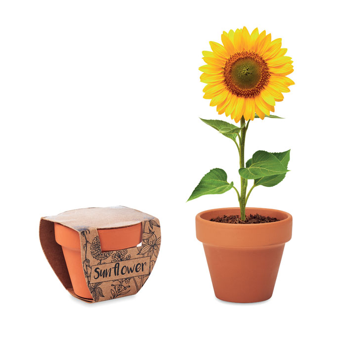 Juego de macetas de terracota
